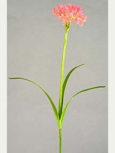 Picture of AGAPANTHUS