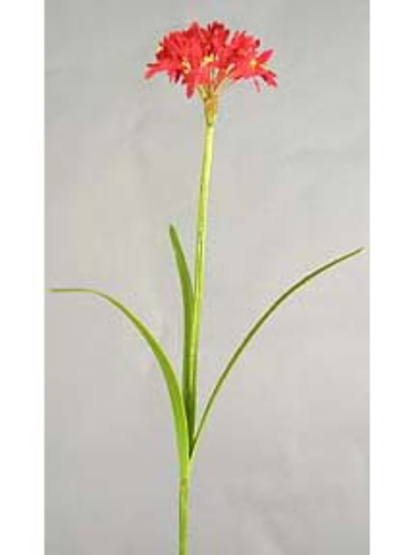 Picture of AGAPANTHUS