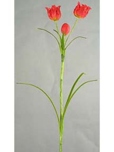 Picture of FRITTLLARIA