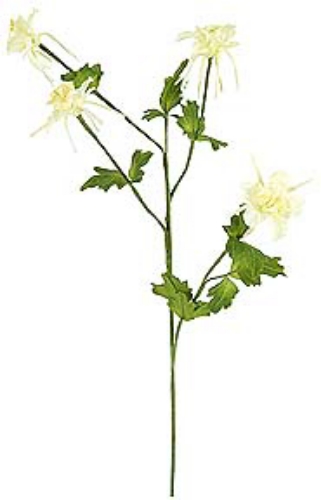 Picture of COLUMBINE X 3