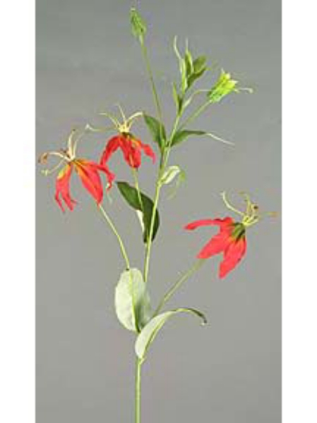 Picture of GLORIOSA SPRAY W/4FLS,1BUD