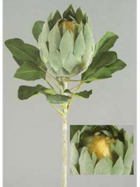 Picture of SINGLE KING PROTEA W/14LVS.