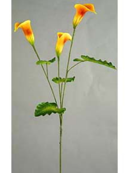 Picture of CALLA LILY X 3, MINI