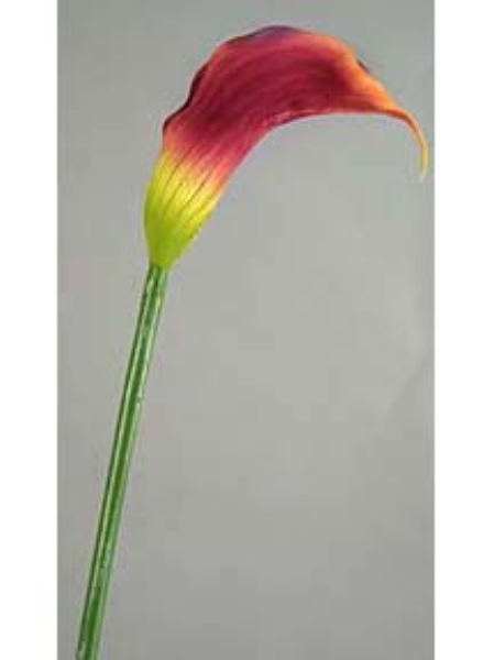 Picture of CALLA LILY, SM.