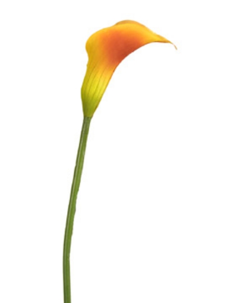 Picture of CALLA LILY, SM.