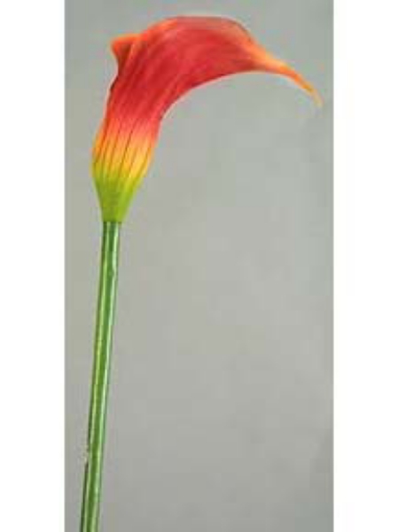 Picture of CALLA LILLY,SM