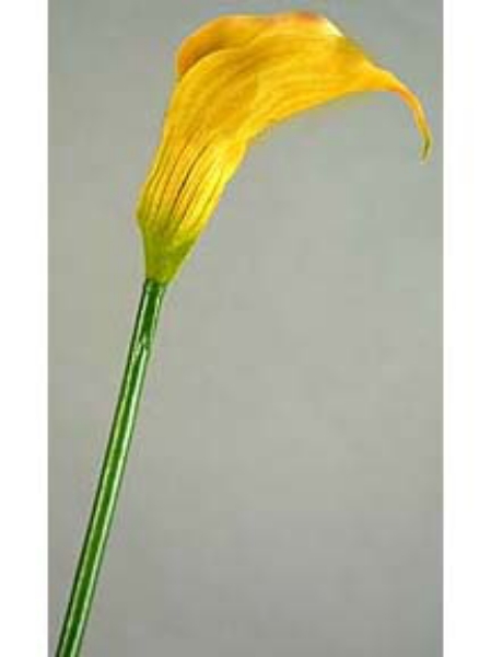 Picture of CALLA LILY, MD.