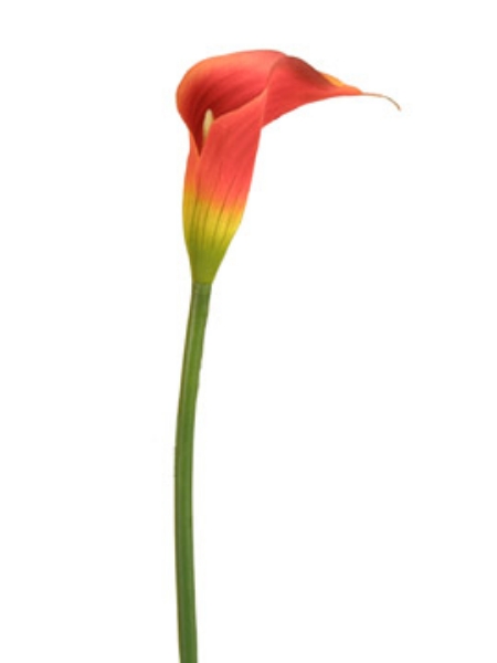 Picture of CALLA LILY, MD.