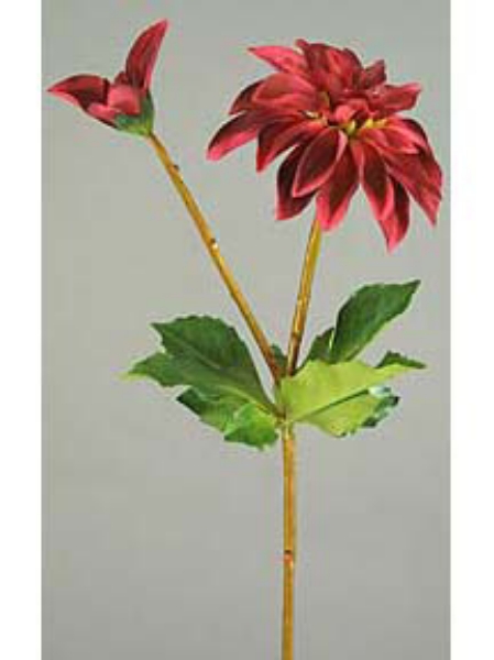 Picture of DAHLIA 1F, 1 BUD