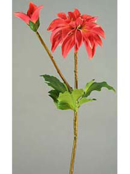 Picture of DAHLIA 1F, 1 BUD