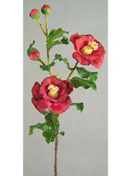 Picture of CAMELLIA, 2F, 3 BUD