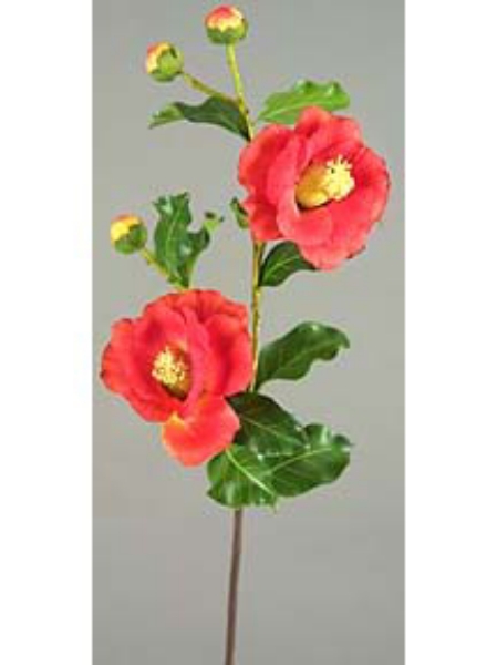 Picture of CAMELLIA, 2F 3 BUD