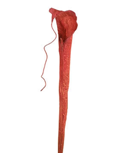 Picture of COBRA LILY, MEDIUM
