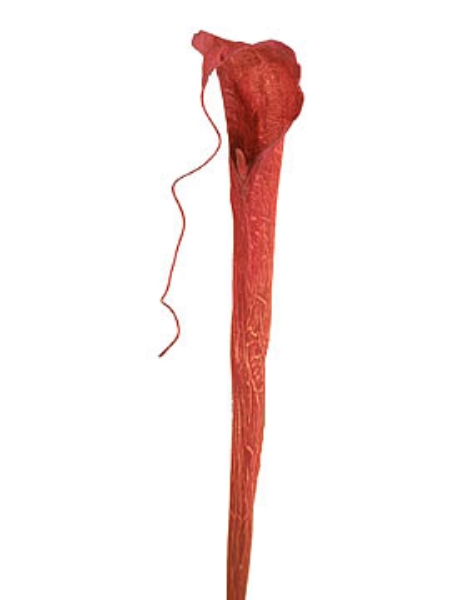 Picture of COBRA LILY, MEDIUM