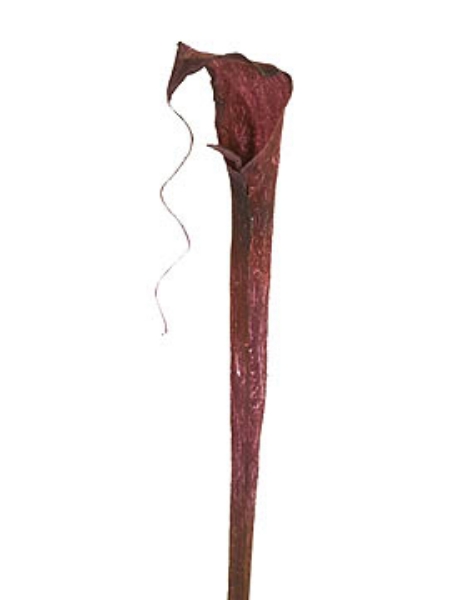 Picture of COBRA LILY, MEDIUM