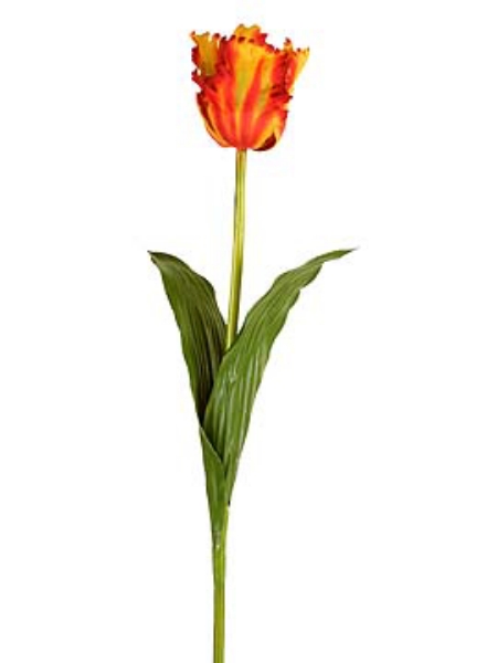 Picture of TULIP