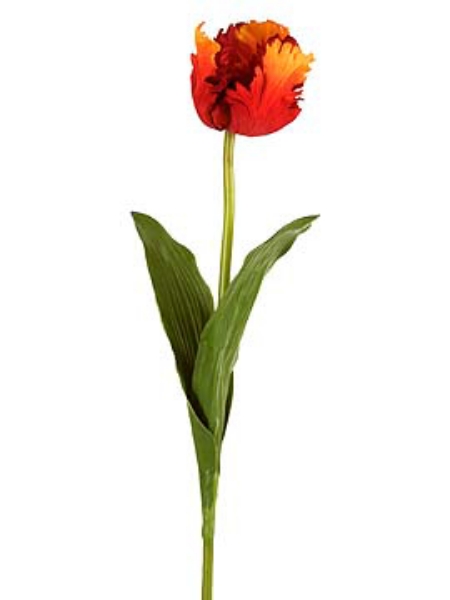 Picture of TULIP