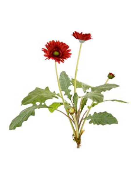 Picture of GERBERA BUSH 2F 1B