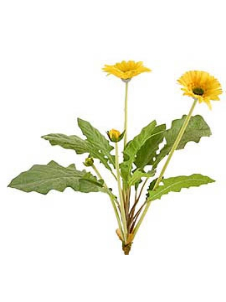 Picture of GERBERA BUSH 2F 1B