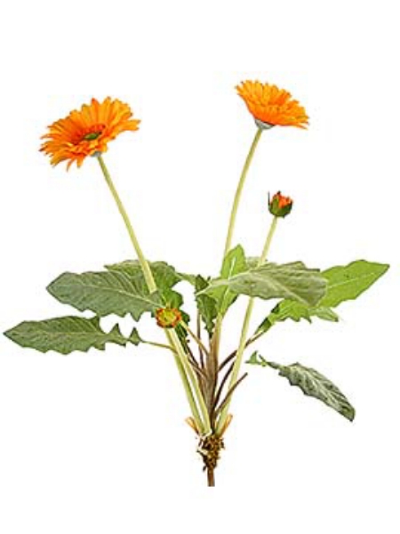 Picture of GERBERA BUSH 2F 1B