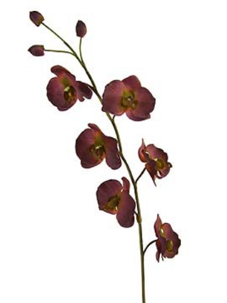 Picture of PHALAENOPSIS