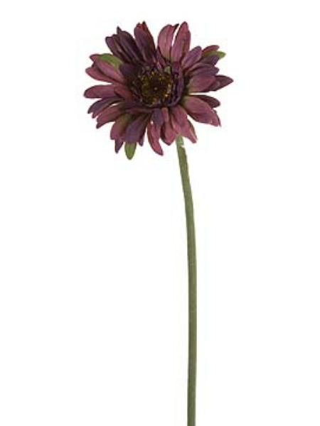 Picture of GERBERA