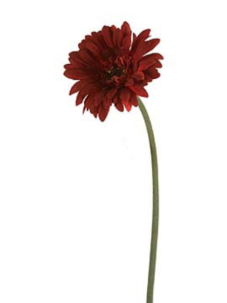 Picture of GERBERA