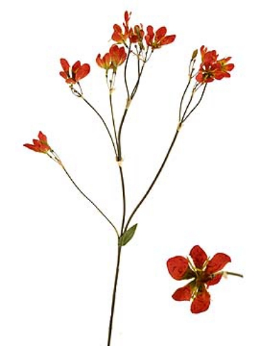 Picture of BLACKBERRY LILY