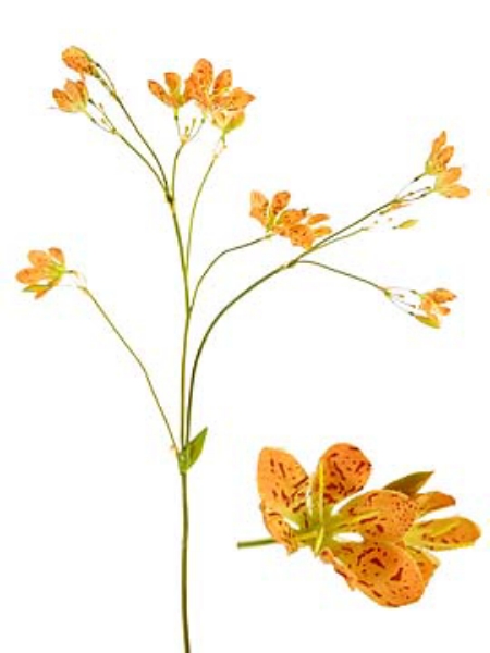 Picture of BLACKBERRY LILY