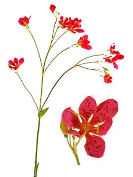 Picture of BLACKBERRY LILY