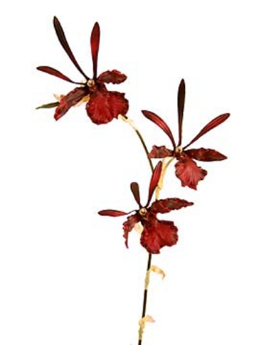 Picture of ORCHID