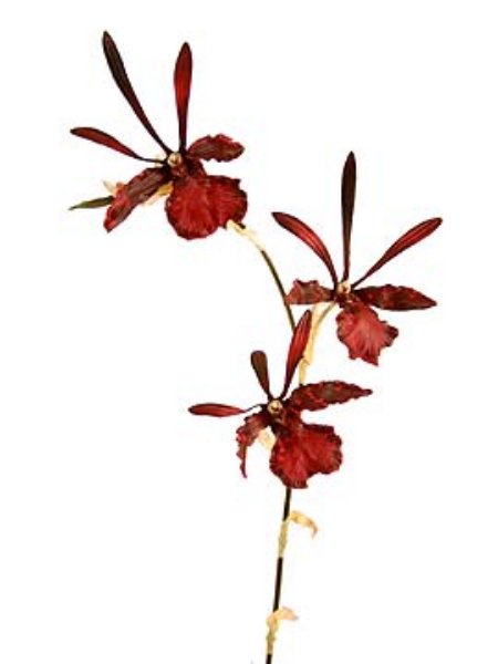 Picture of ORCHID