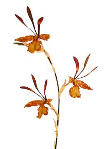 Picture of ORCHID