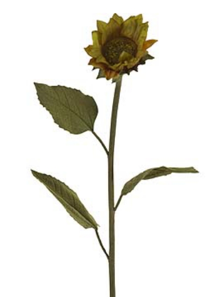 Picture of SUNFLOWER