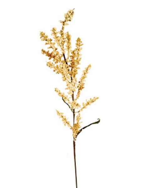 Picture of RUMEX OBTUSIFOLIUS