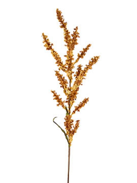 Picture of RUMEX OBTUSIFOLIUS