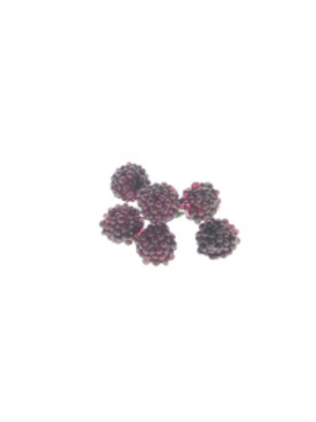 Picture of BERRY-SINGLE X 6