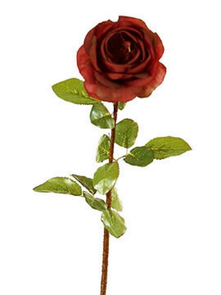 Picture of ROSE STEM