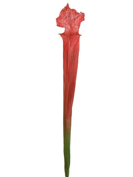 Picture of PITCHER PLANT 25"