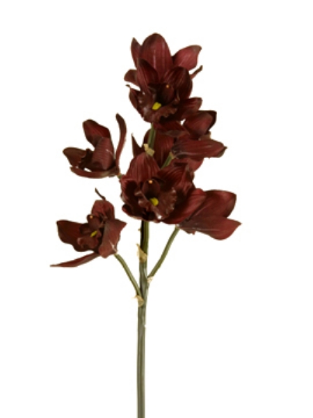 Picture of CYMBIDIUM