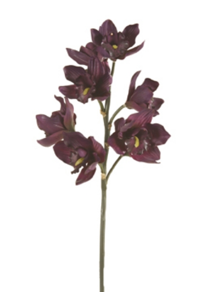 Picture of CYMBIDIUM