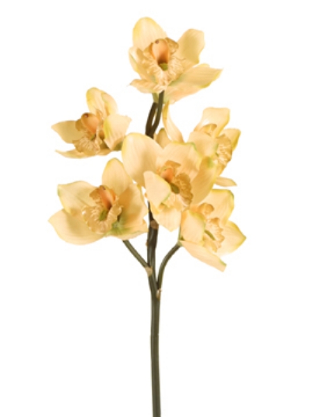 Picture of CYMBIDIUM