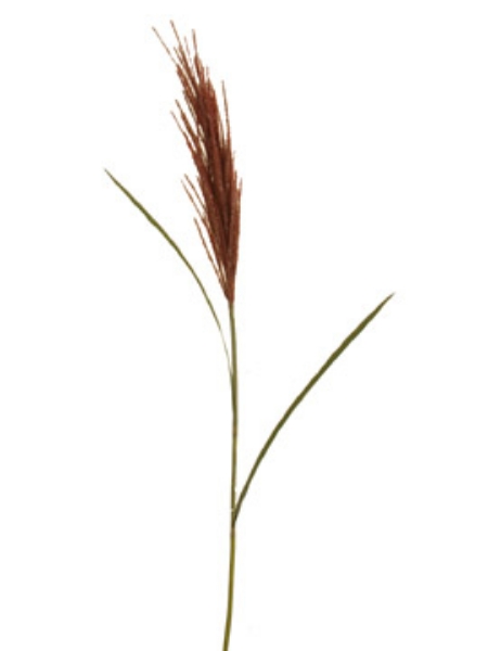 Picture of BULRUSH