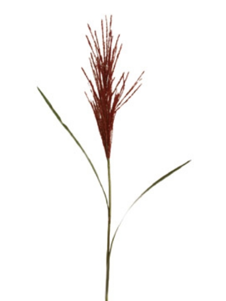 Picture of BULRUSH