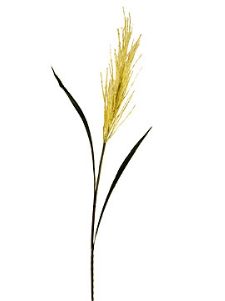 Picture of BULRUSH