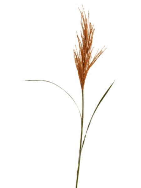 Picture of BULRUSH