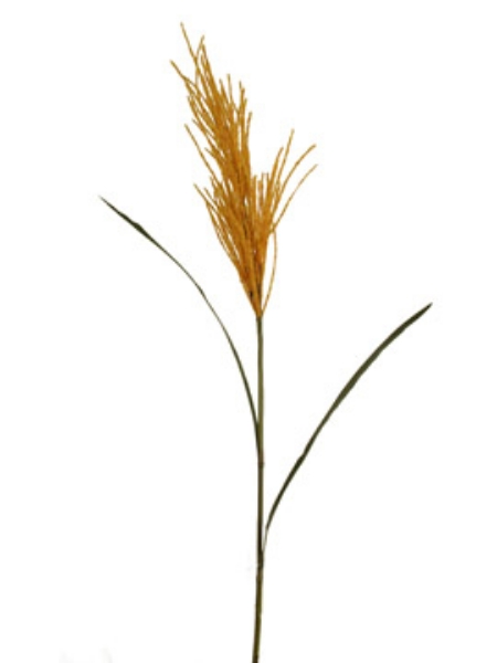 Picture of BULRUSH