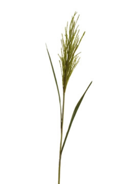 Picture of BULRUSH