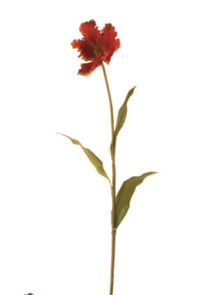 Picture of LONG TULIP