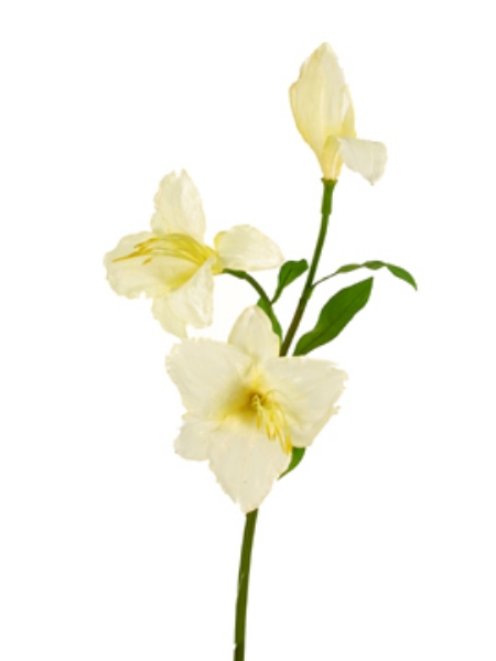 Picture of LILIUM